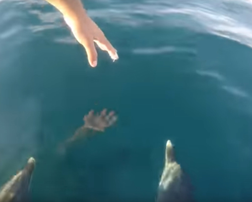 дельфин поздоровался с рыбаком