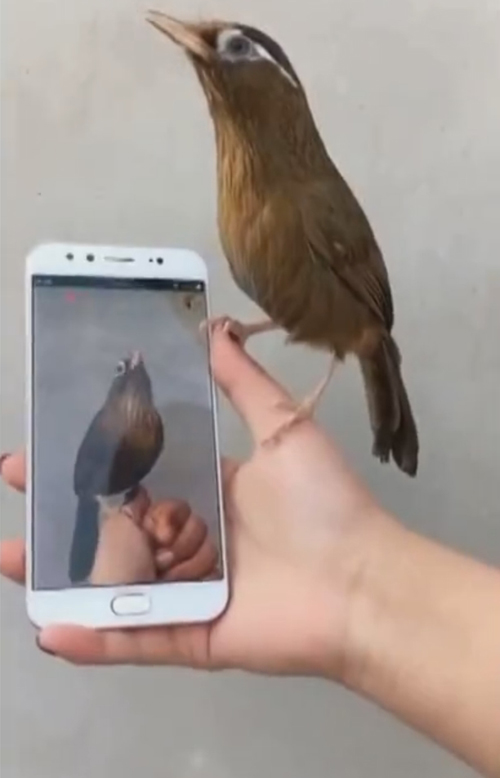 птица не узнала себя на видео