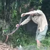 змея на заднем дворе