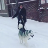 катание с помощью пса на сноуборде