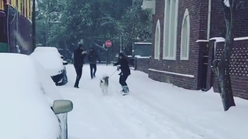 катание с помощью пса на сноуборде