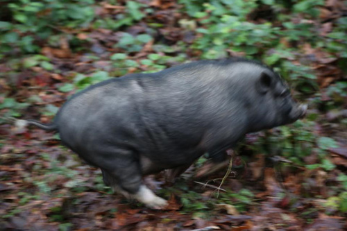 погоня за быстрой свиньёй