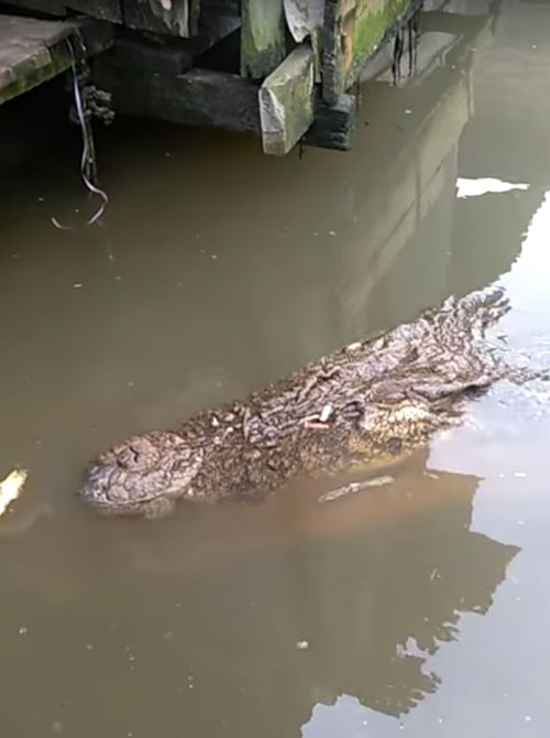 крокодил приплыл за угощением