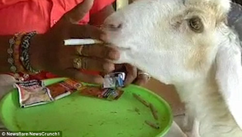 овца любит есть сигареты