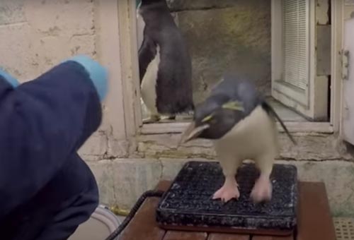 взвешивать пингвинов непросто