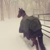 лошадям не понравилась зима