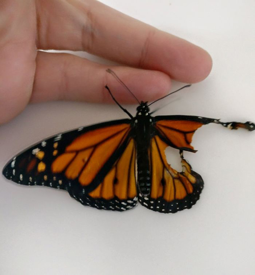 бабочка со сломанным крылом