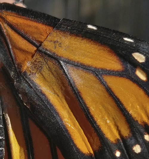 бабочка со сломанным крылом