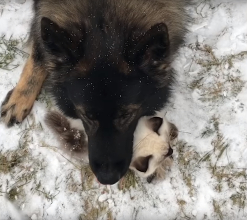 пёс защитил кота от снега