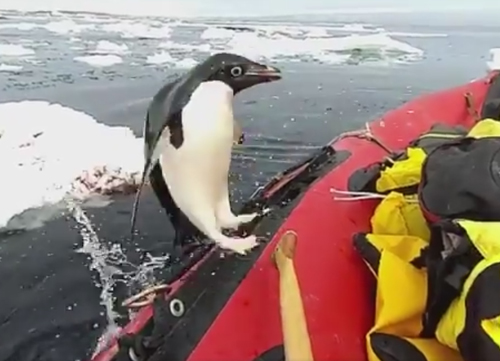 пингвин выпрыгнул из воды