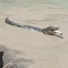крокодил украл у рыбака улов