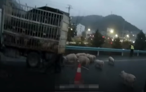 свиньи разбежались из грузовика