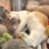 кошка в игровом автомате