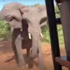 слон разгневался на туристов