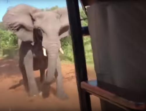 слон разгневался на туристов