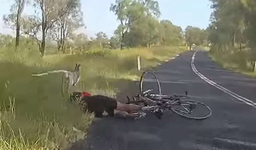 кенгуру сбил велосипедистку
