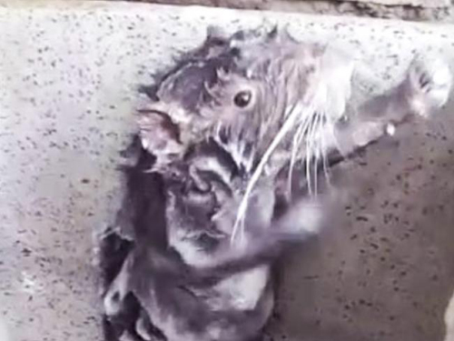 крыса принимает душ