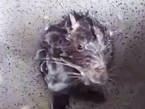 крыса принимает душ