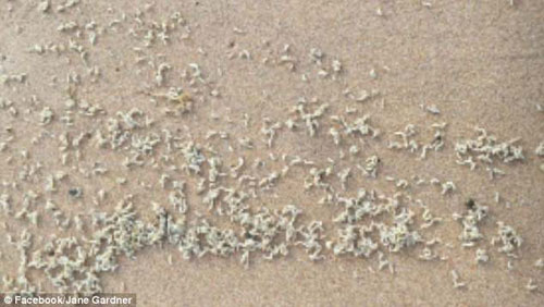 миллионы личинок на пляже