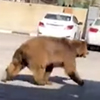 медведь гуляет по улице