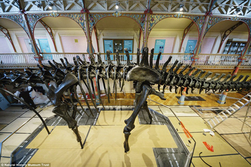 скелет динозавра успешно собрали