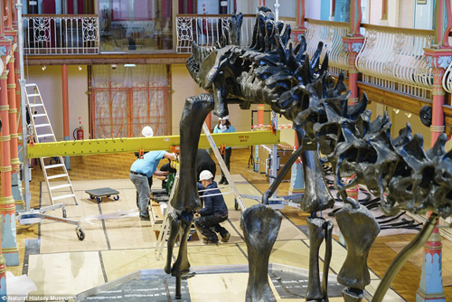 скелет динозавра успешно собрали