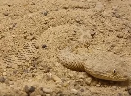 змея зарывается в песок