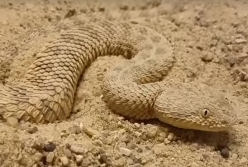 змея зарывается в песок