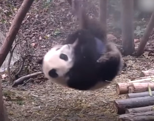 панда с гимнастическими талантами 