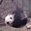 панда с гимнастическими талантами 