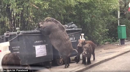 свинья роется в мусорном баке