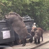 свинья роется в мусорном баке