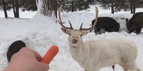 олень-альбинос ест морковку