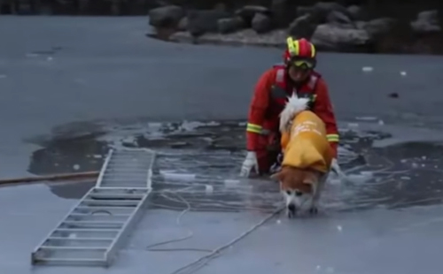 пожарный спас провалившуюся собаку