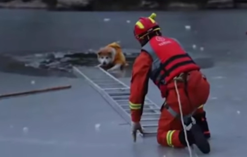 пожарный спас провалившуюся собаку
