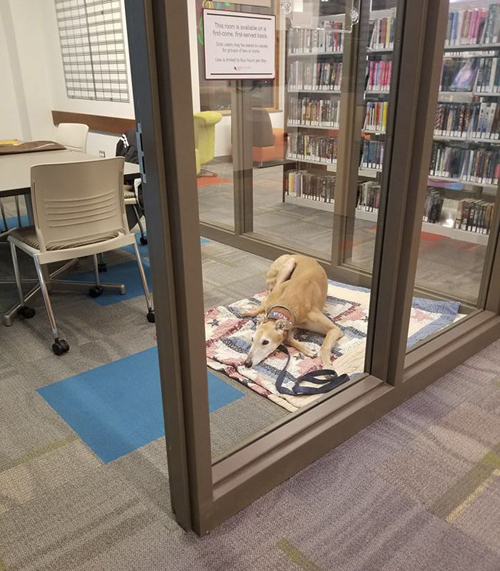 пёс работает в библиотеке 