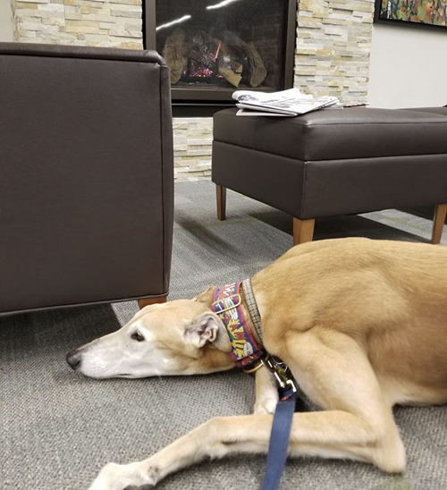 пёс работает в библиотеке 