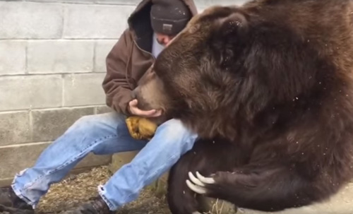 медведь обнимается с лучшим другом