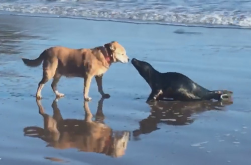 тюлень и собака поцеловались