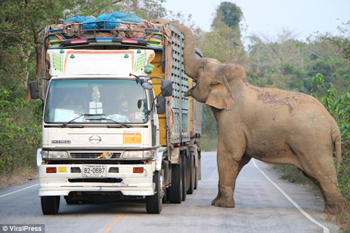 слон вызвал дорожную пробку