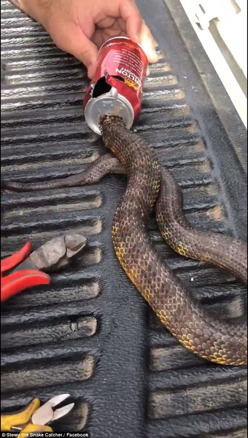 змея застряла в пивной банке