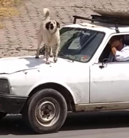 собака на капоте машины