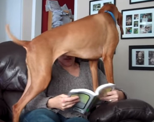 собака не даёт читать книгу