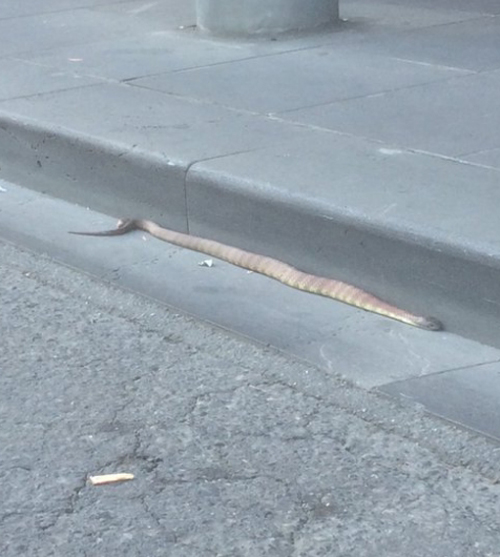 улицу перекрыли из-за змеи