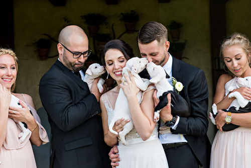 симпатичные щенки на свадьбе