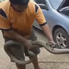 кобра под капотом машины