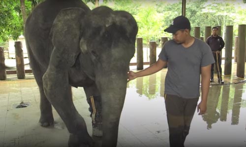 слонов спасают от жестокости