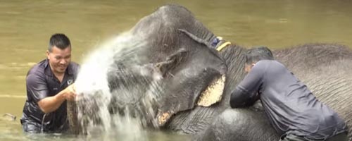 слонов спасают от жестокости