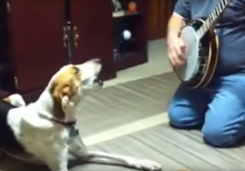 собака поёт под банджо
