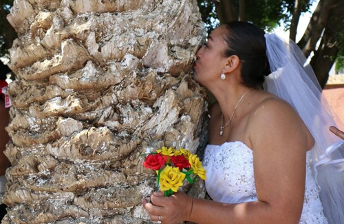 символический брак с деревьями